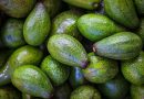 Madtrend fra verden: Avocadoolie fra Mexico